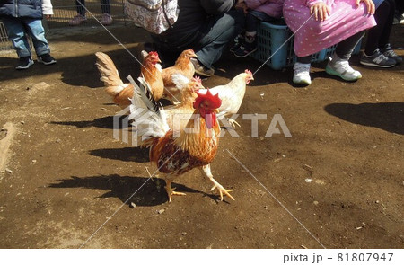 移動動物園のニワトリ 移動動物園のニワトリ 81807947