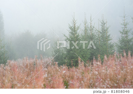 autumn forest glade in the morning fog 81808046