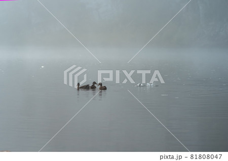 ducks in the middle of the river on a foggy morning; one dived ducks in the middle of the river on a foggy morning; one dived 81808047