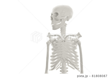 Skeleton Skeleton 81808087