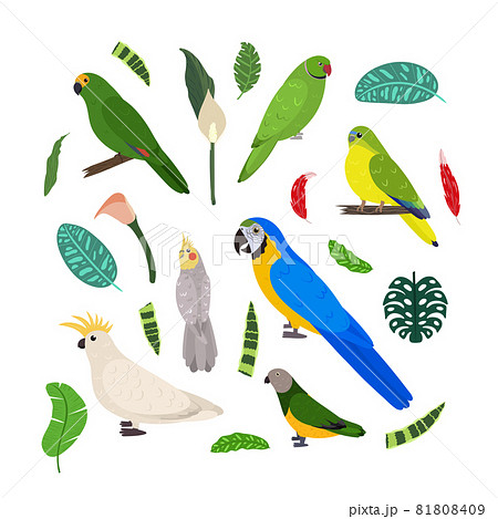Design template with parrots in square for kid print. Rectangle composition of tropical birds macaw, cockatoo, amazon, senegal and neophema. Vector set of jungle life in cartoon style. 81808409
