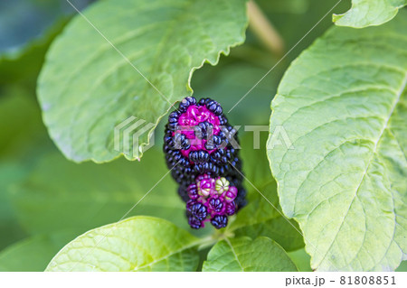 Bright juicy fruits of the perennial plant Lakonos 81808851