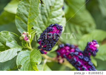 Bright juicy fruits of the perennial plant Lakonos Bright juicy fruits of the perennial plant Lakonos 81808852