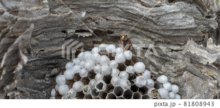 Closeup view of wasps inside the nest Closeup view of wasps inside the nest 81808943