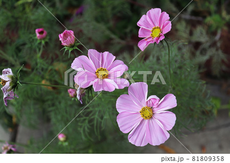 Pink cosmos flowers growing in a flower garden 81809358