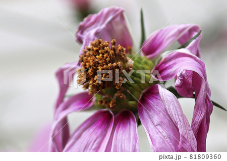 The dead and wilting heads on a cosmos flower 81809360