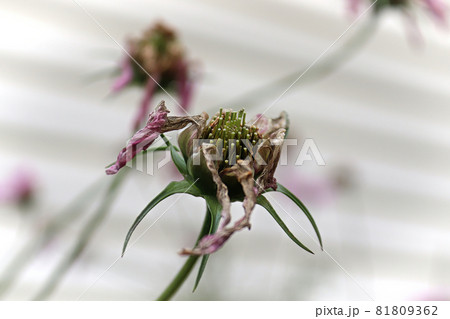 The dead and wilting heads on a cosmos flower 81809362
