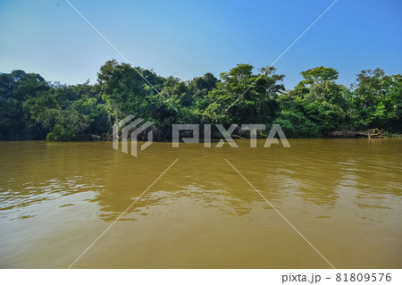 Pantanal forest ecosystem, Mato Grosso, Brazil Pantanal forest ecosystem, Mato Grosso, Brazil 81809576