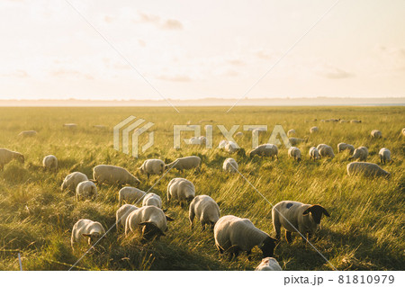 Agriculture, farming and livestock in north France Bretagne region. Flock of sheep graze in field on shores atlantic ocean in french of brittany at sunset. Meat, dairy farming, agro-industrial sector 81810979