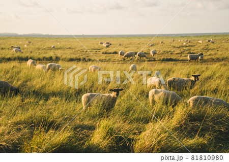 Sheep pasture in a field near the Atlantic Ocean in the Brittany region of France. Animal husbandry theme, farming in northern Europe in France Bretagne. A lot sheep on the beautiful green meadow 81810980