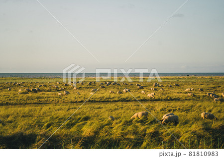 Sheep pasture in a field near the Atlantic Ocean in the Brittany region of France. Animal husbandry theme, farming in northern Europe in France Bretagne. A lot sheep on the beautiful green meadow Sheep pasture in a field near the Atlantic Ocean in the Brittany region of France. Animal husbandry theme, farming in northern Europe in France Bretagne. A lot sheep on the beautiful green meadow 81810983