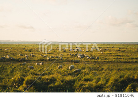 Livestock farming industry north of France, Brittany region. Sheep pasture in field on shores of Atlantic Ocean in French region of Bretagne. Agriculture of France. Sheep graze in meadow near sea 81811046
