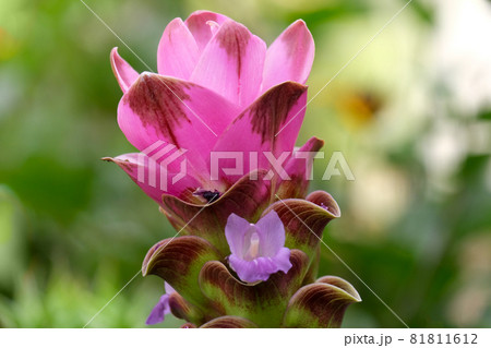 Blooming Turmeric or Siamese Tulip (Latin - Curcuma alismatifolia) Blooming Turmeric or Siamese Tulip (Latin - Curcuma alismatifolia) 81811612