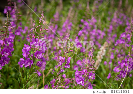 ヤナギランの花畑 81811651