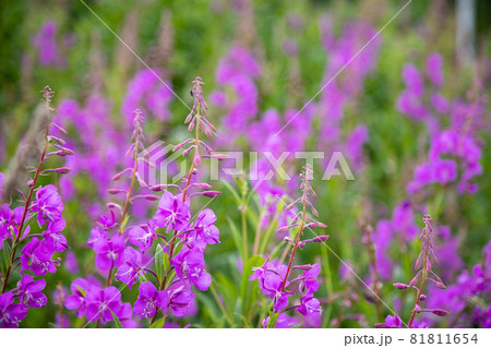 ヤナギランの花畑 ヤナギランの花畑 81811654