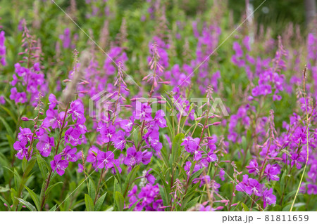 ヤナギラン　群生地 81811659