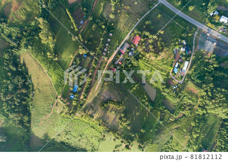 Top view of park Natural grass texture in the morning 81812112