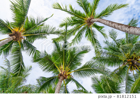 Bottom view to tropical palm trees leaf and sky Natural exotic photo frame Leaves on the branches of coconut palm trees against the blue sky in sunny summer day 81812151