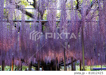あしかがフラワーパーク 藤の花 満開 ライトアップ あしかがフラワーパーク 藤の花 満開 ライトアップ 81812425