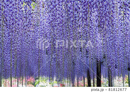 あしかがフラワーパーク　藤の花　満開 81812677