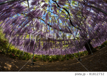 あしかがフラワーパーク 藤の花 満開 魚眼 俯瞰 あしかがフラワーパーク 藤の花 満開 魚眼 俯瞰 81812732