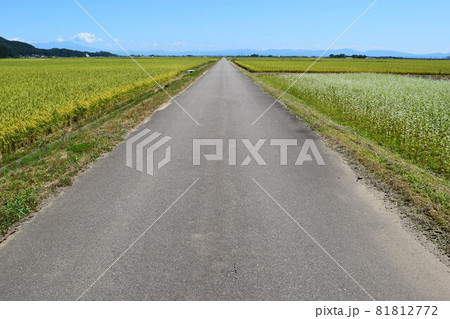 舗装された農道と田園風景 81812772