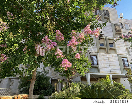 Lilac (Latin Lagerstroemia indica) flowering in the city on the background of houses Lilac (Latin Lagerstroemia indica) flowering in the city on the background of houses 81812813