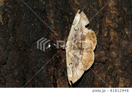 カキバトモエ 81812948