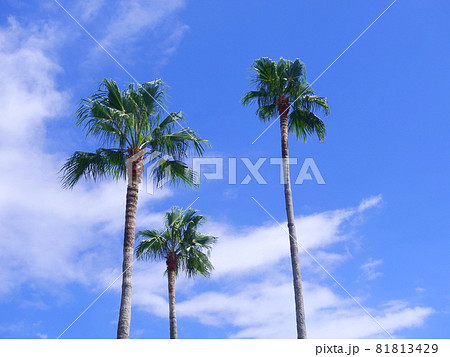 夏イメージ ヤシ 南国 海辺など 夏イメージ ヤシ 南国 海辺など 81813429