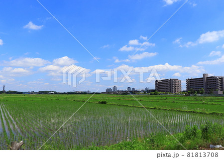 埼玉県 さいたま市見沼区 田園と高層マンション群 埼玉県 さいたま市見沼区 田園と高層マンション群 81813708
