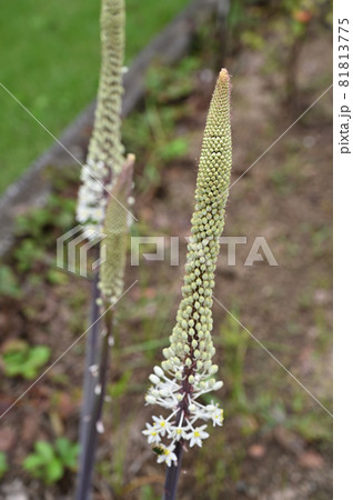 植物:カイソウ ユリ科 植物:カイソウ ユリ科 81813775