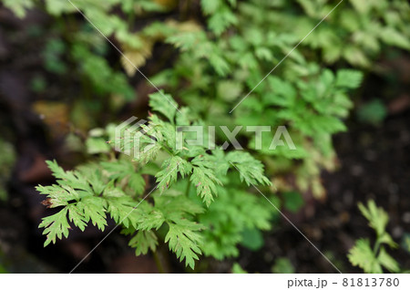 植物:センキュウ セリ科 植物:センキュウ セリ科 81813780