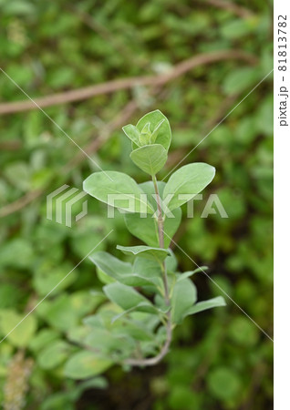 植物:ハマゴウ シソ科 植物:ハマゴウ シソ科 81813782