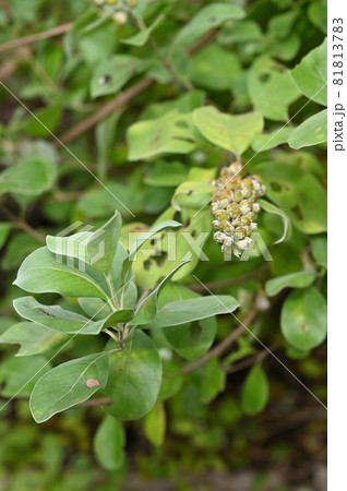 植物:ハマゴウ シソ科 植物:ハマゴウ シソ科 81813783