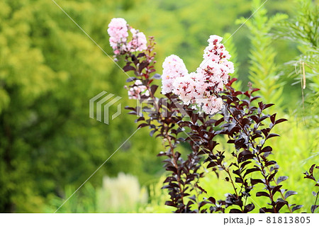 サルスベリの花 サルスベリの花 81813805