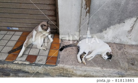 沖縄の猫 81813865