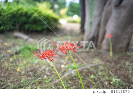 秋の景色を色鮮やかに染め上げる彼岸花 秋の景色を色鮮やかに染め上げる彼岸花 81813879
