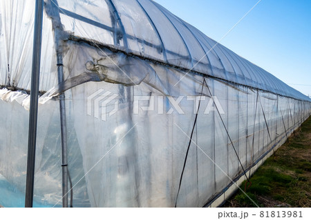 ビニールハウス ビニールハウス 81813981