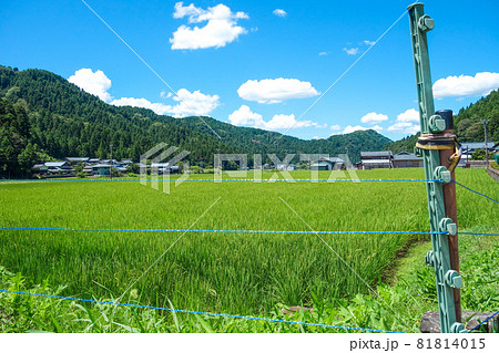 夏の田園と青空【田舎の風景】 81814015