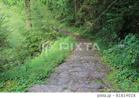 中山道木曽路　馬籠峠　妻籠側の道 81814028
