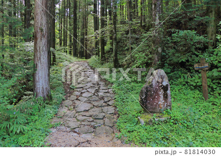 中山道木曽路 馬籠峠 妻籠側の道 中山道木曽路 馬籠峠 妻籠側の道 81814030