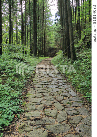 中山道木曽路 馬籠峠 妻籠側の道 中山道木曽路 馬籠峠 妻籠側の道 81814033