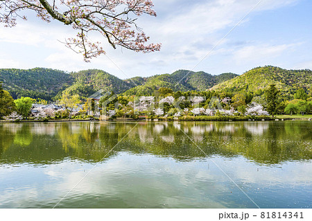 春の大覚寺(京都)大沢池エリアの展望 春の大覚寺(京都)大沢池エリアの展望 81814341