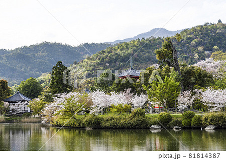 春の大覚寺(京都)大沢池エリアの展望 春の大覚寺(京都)大沢池エリアの展望 81814387