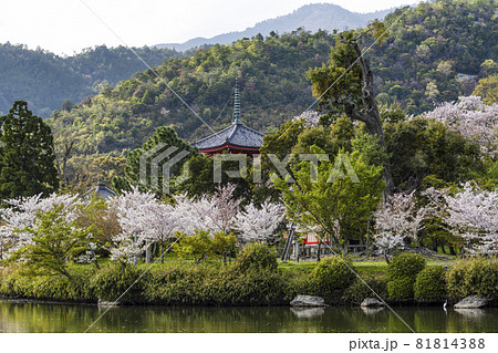 春の大覚寺(京都)大沢池エリアの展望 春の大覚寺(京都)大沢池エリアの展望 81814388