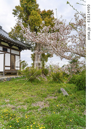 春の大覚寺 京都 桜と護摩堂の写真素材