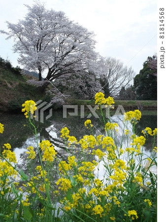 桜満開菜の花とともに 81814568