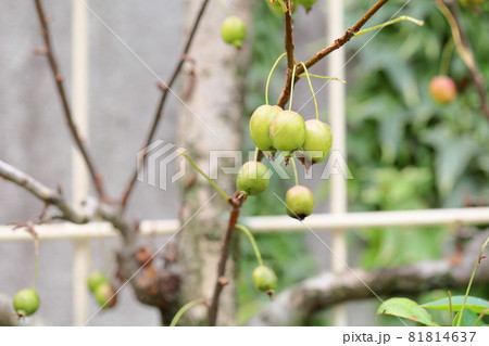 ヒメリンゴの実 ヒメリンゴの実 81814637