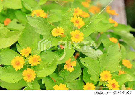 メランポジュウムの花 81814639