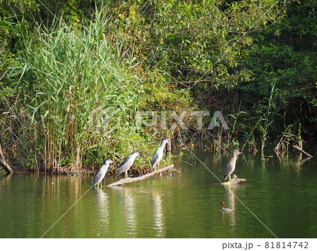 ゴイサギ ゴイサギ 81814742
